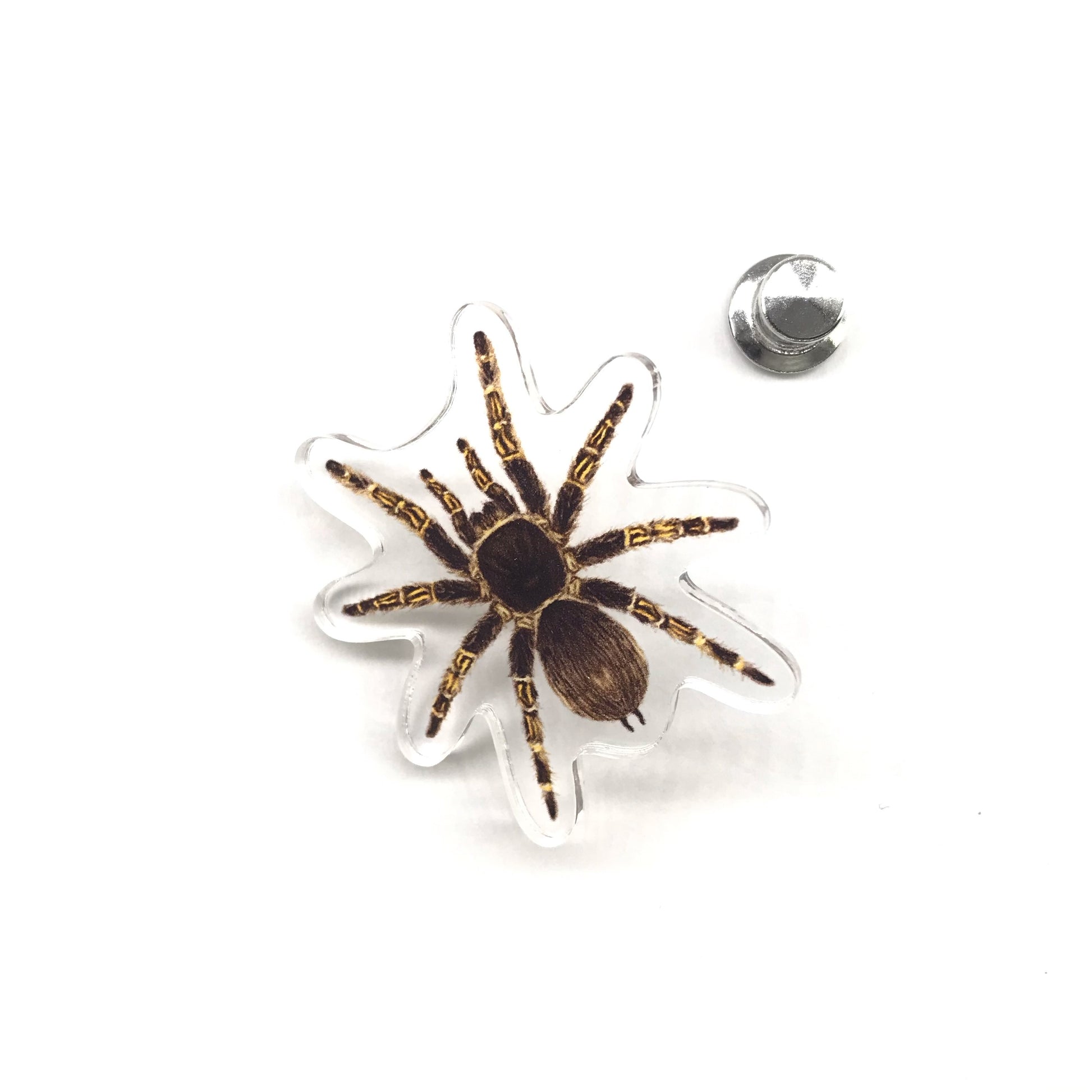 Acrylic pin featuring a Chaco Golden Knee Tarantula (Grammostola pulchripes) with detailed illustration, from The Silk Ranch / The Morph Archive.