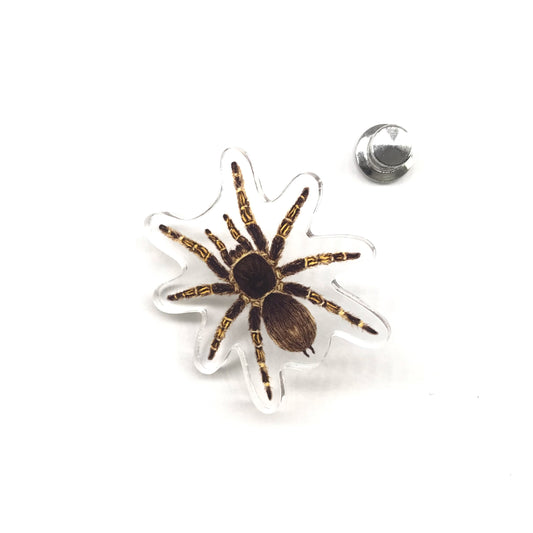 Acrylic pin featuring a Chaco Golden Knee Tarantula (Grammostola pulchripes) with detailed illustration, from The Silk Ranch / The Morph Archive.