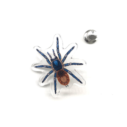 Cobalt Red Rump Tarantula acrylic pin featuring a detailed depiction of Ewok cyaneolum, with vibrant blue and red colors.