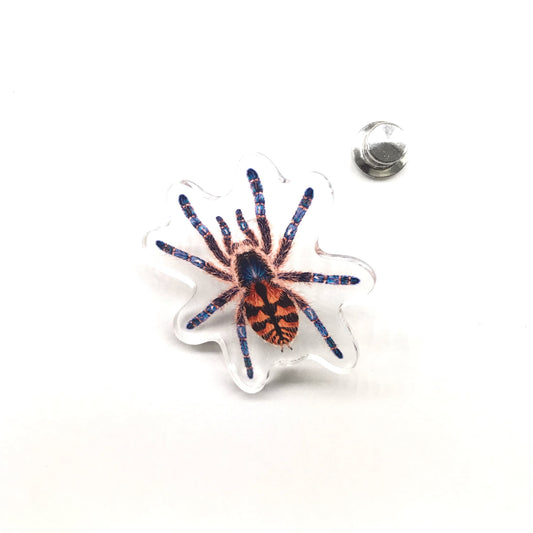 Chapadensis Jewel Tarantula (Typhochlaena chapadensis) Acrylic Pin from The Silk Ranch / The Morph Archive