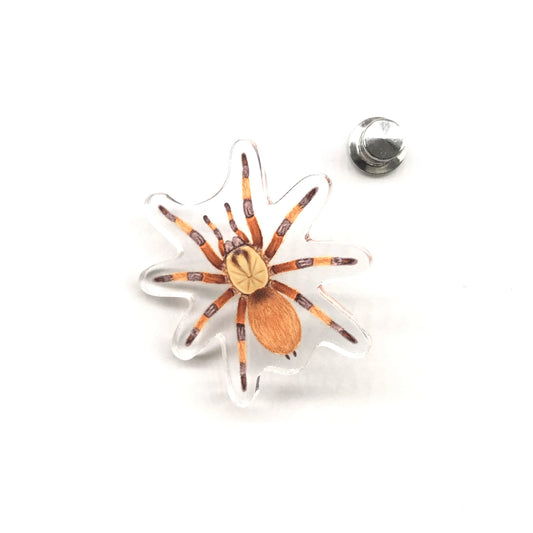 Rio Grande Gold Tarantula (Aphonopelma moderatum) Acrylic Pin from The Silk Ranch / The Morph Archive
