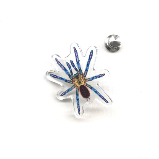 Amazon Sapphire Tarantula (Ybyrapora diversipes) Acrylic Pin from The Silk Ranch / The Morph Archive