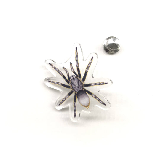 Vietnam Silver Tarantula (Ornithoctoninae sp. Vietnam Silver) Acrylic Pin from The Silk Ranch / The Morph Archive
