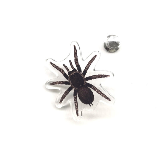 Acrylic pin featuring a Brazilian Black Tarantula (Grammostola pulchra) with detailed black and brown coloration, from The Silk Ranch.