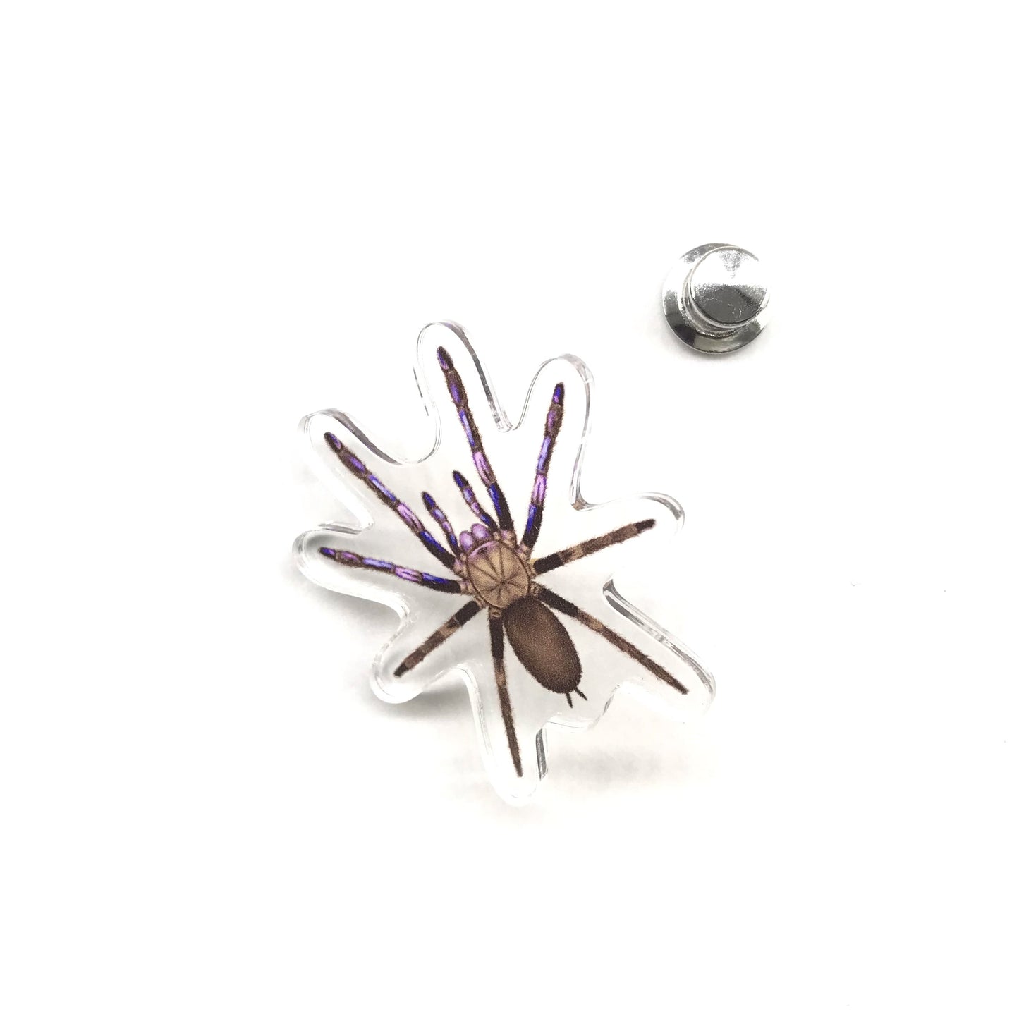 Electric Blue Tarantula (Chilobrachys natanicharum) Acrylic Pin from The Silk Ranch / The Morph Archive