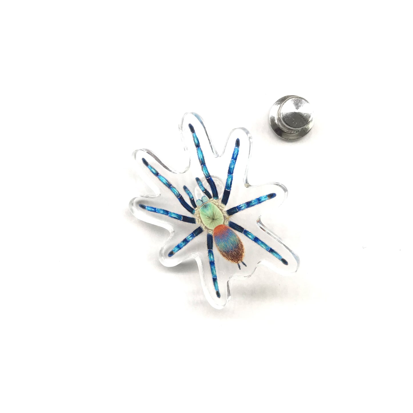 Brazilian Blue Dwarf Beauty Tarantula acrylic pin featuring a detailed illustration of Dolichothele diamantinensis, from The Silk Ranch.