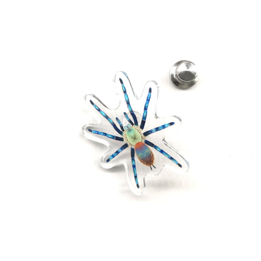 Brazilian Blue Dwarf Beauty Tarantula acrylic pin featuring a detailed illustration of Dolichothele diamantinensis, from The Silk Ranch.