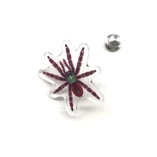 Acrylic pin featuring Antilles Pinktoe Tarantula (Caribena versicolor) with detailed pink and blue coloring, from The Silk Ranch.