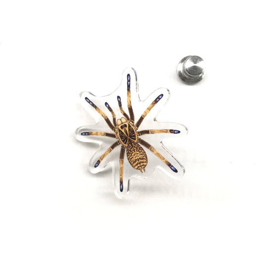 Blue Foot Baboon Tarantula (Idiothele mira) Acrylic Pin from The Silk Ranch / The Morph Archive