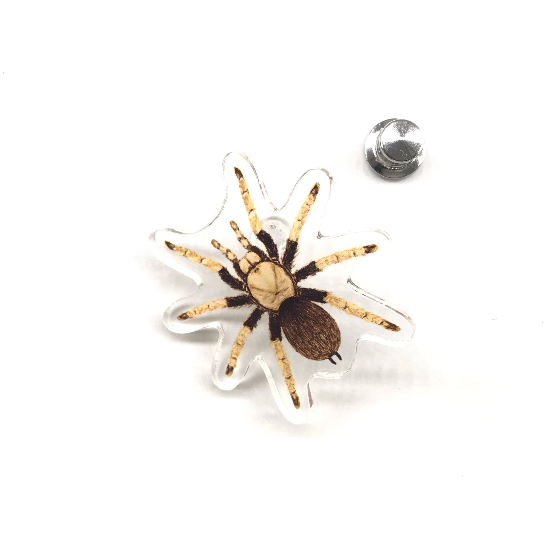 Arizona Blonde Tarantula acrylic pin featuring a detailed illustration of a female Aphonopelma chalcodes spider.