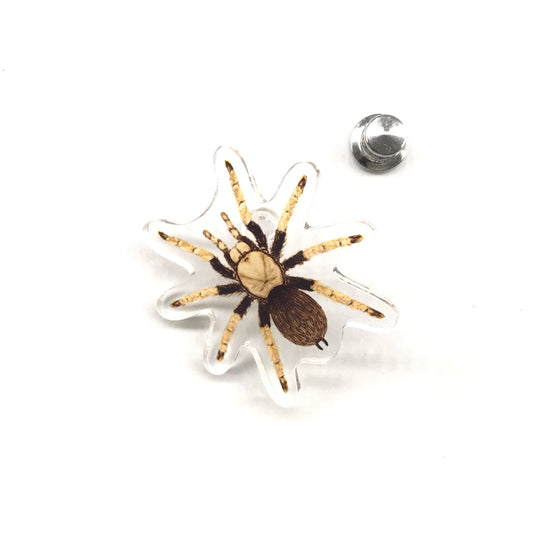 Arizona Blonde Tarantula acrylic pin from The Silk Ranch, featuring a detailed miniature replica of the Aphonopelma chalcodes.