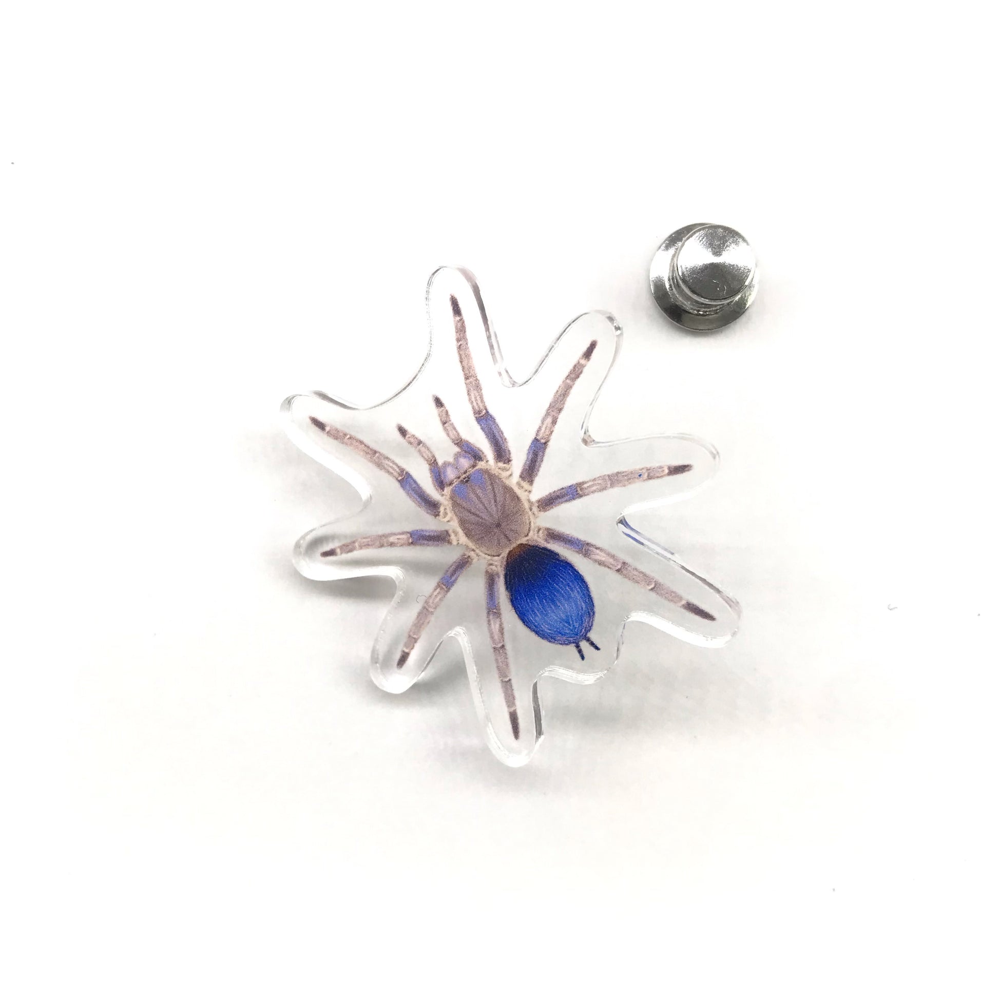 Acrylic pin featuring Colombian Blue Dwarf Tarantula (Spinosatibiapalpus sp. Blue) with detailed blue and black arachnid design.