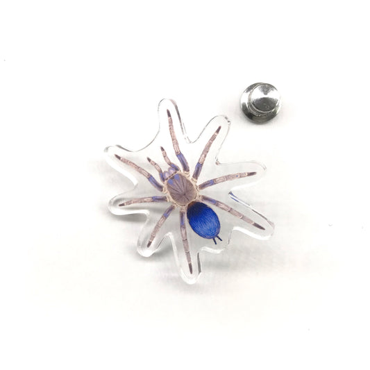 Acrylic pin featuring Colombian Blue Dwarf Tarantula (Spinosatibiapalpus sp. Blue) with detailed blue and black arachnid design.