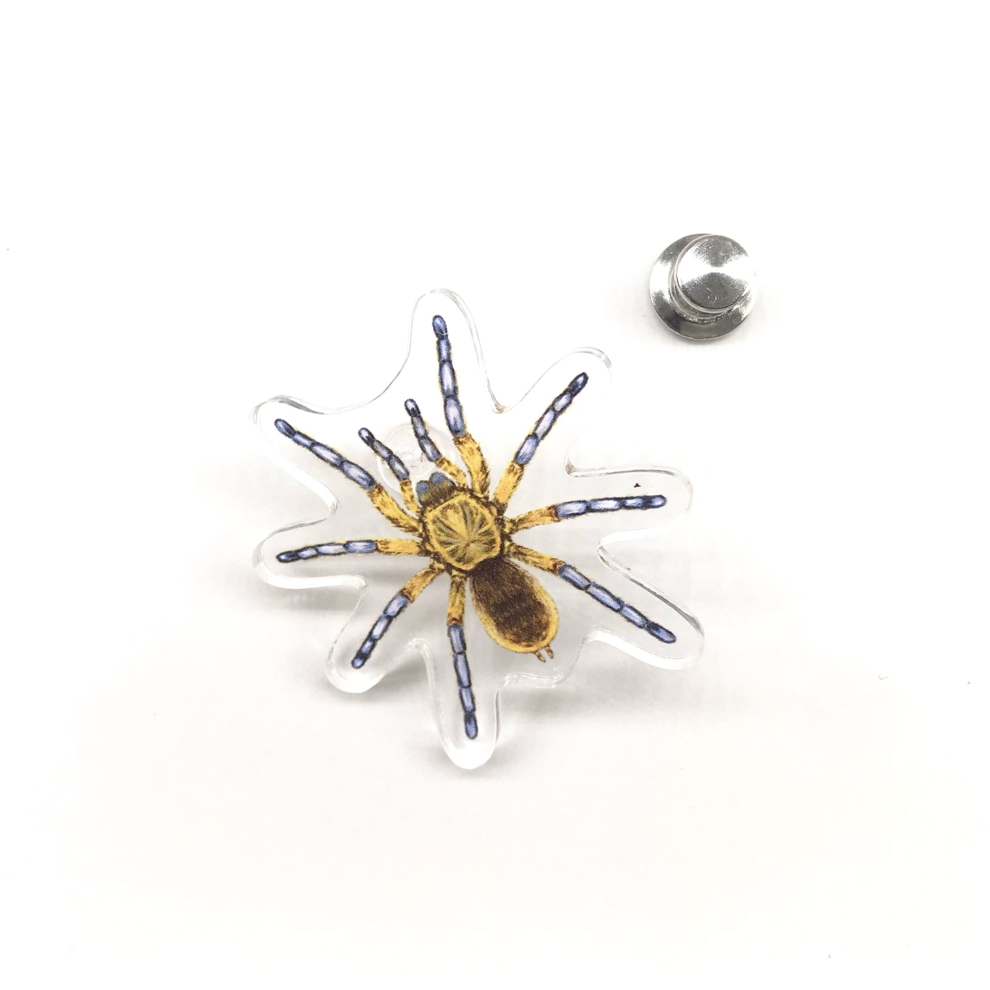 Golden Blue Leg Baboon Tarantula acrylic pin featuring detailed design of Harpactira pulchripes with vibrant blue and gold colors.