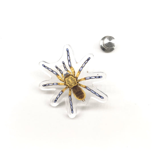 Golden Blue Leg Baboon Tarantula (Harpactira pulchripes) Acrylic Pin from The Silk Ranch / The Morph Archive