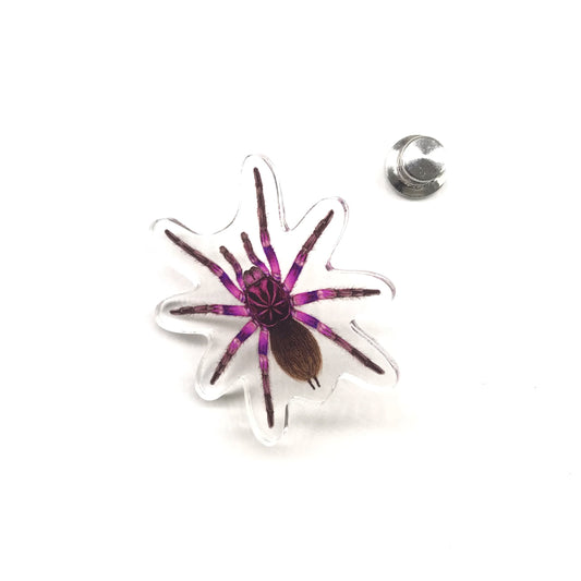 Pink Bloom Tarantula (Pamphobeteus sp. Platyomma) Acrylic Pin from The Silk Ranch / The Morph Archive