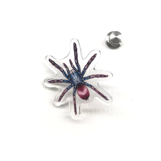 Indian Rainbow Tarantula (Cilantica devamatha) Acrylic Pin from The Silk Ranch / The Morph Archive