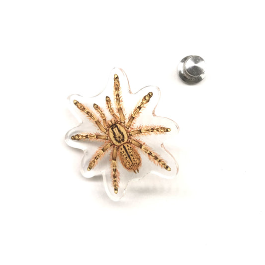 Feather Leg Baboon Tarantula (Stromatopelma calceatum) Acrylic Pin from The Silk Ranch / The Morph Archive