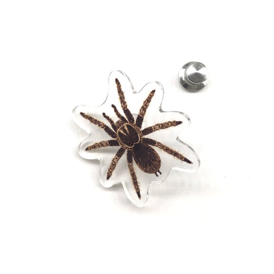 Curly Hair Tarantula (Tliltocatl albopilosus) Acrylic Pin from The Silk Ranch / The Morph Archive