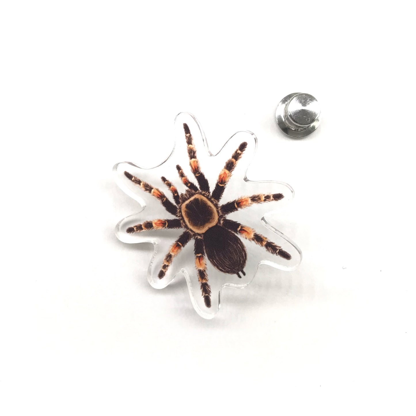 Acrylic pin featuring a Mexican Red Knee Tarantula (Brachypelma hamorii) with detailed red and black coloration, from The Silk Ranch.