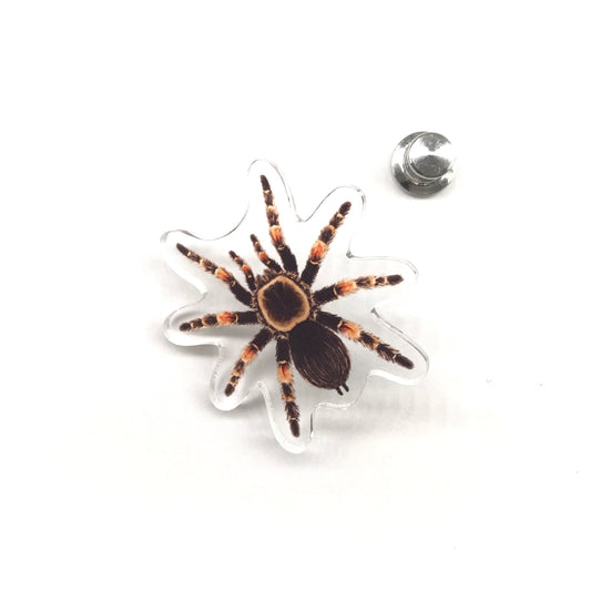 Mexican Red Knee Tarantula (Brachypelma hamorii) Acrylic Pin from The Silk Ranch / The Morph Archive