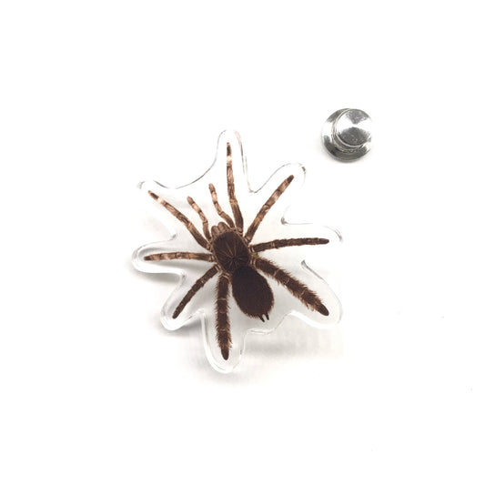 Stout Leg Baboon Tarantula (Eucratocelus pachypus) Acrylic Pin from The Silk Ranch / The Morph Archive