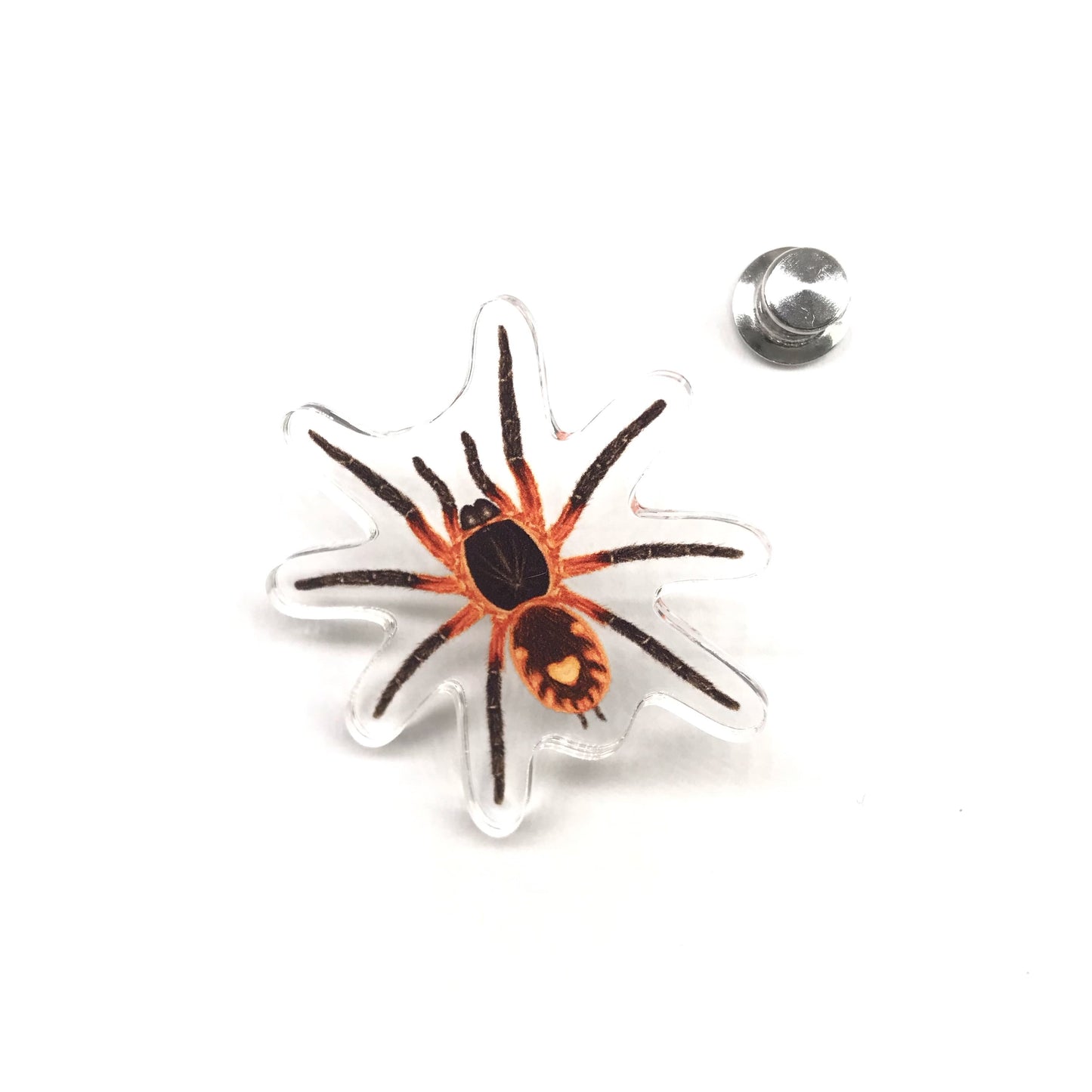 Acrylic pin featuring Lava Tarantula (Davus sp. Panama) with detailed illustration, produced by The Silk Ranch / The Morph Archive.
