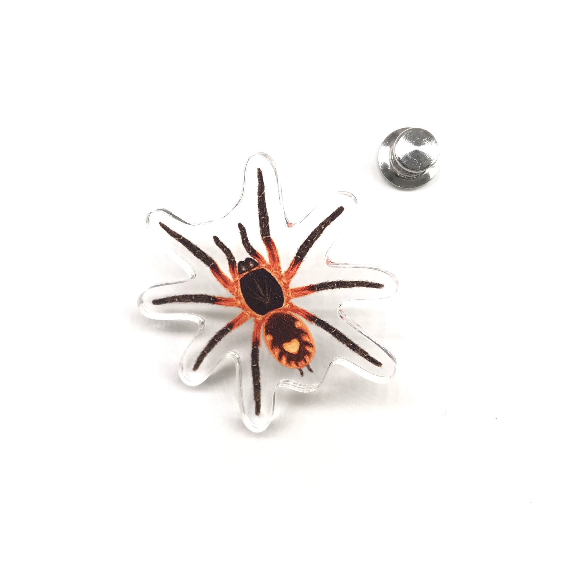 Acrylic pin featuring Lava Tarantula (Davus sp. Panama) with detailed illustration, produced by The Silk Ranch / The Morph Archive.