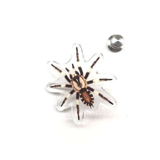 Peruvian Black And White Tarantula (Cyriocosmus ritae) Acrylic Pin from The Silk Ranch / The Morph Archive