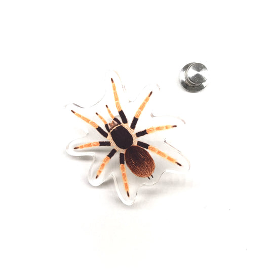 Colombian Giant Redleg Tarantula (Megaphobema robustum) Acrylic Pin from The Silk Ranch / The Morph Archive