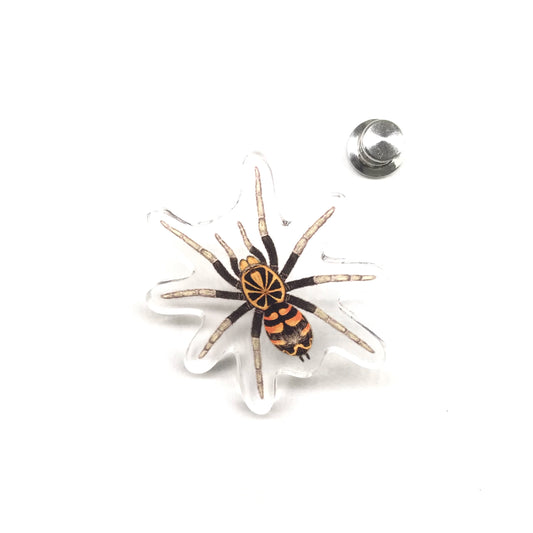 Ecuadorian Crowned Tarantula (Hapalopus planetearth) Acrylic Pin from The Silk Ranch / The Morph Archive