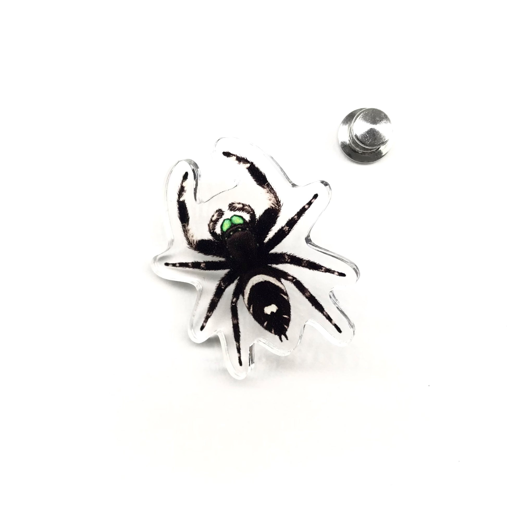 Acrylic pin featuring a Regal Jumping Spider (Phidippus regius) with detailed green, black, and white markings, from The Silk Ranch.