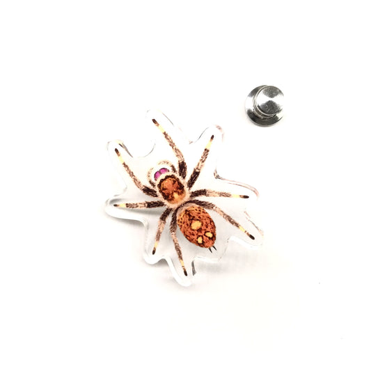 Acrylic pin of a Regal Jumping Spider (Phidippus regius) with detailed black and white illustration, from The Silk Ranch / The Morph Archive.