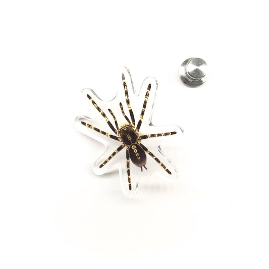 Lowland Ivory Ornamental Tarantula (Poecilotheria subfusca "Lowland") Acrylic Pin from The Silk Ranch / The Morph Archive