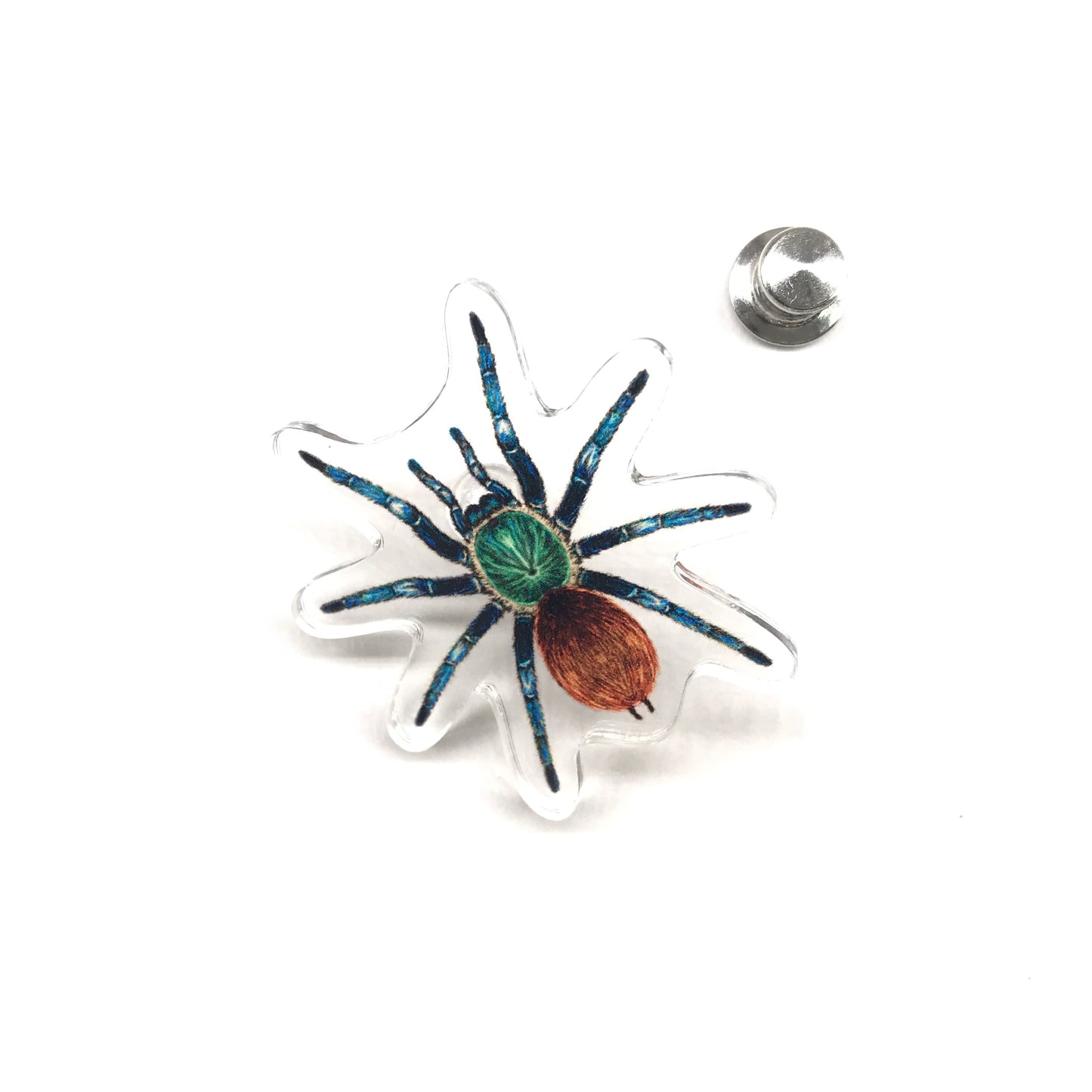 Green Bottle Blue Tarantula (Chromatopelma cyaneopubescens) Acrylic Pin from The Silk Ranch / The Morph Archive