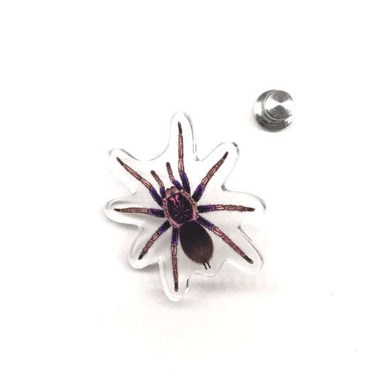 Ecuadorian Birdeater Tarantula (Pamphobeteus ultramarinus) Acrylic Pin from The Silk Ranch / The Morph Archive
