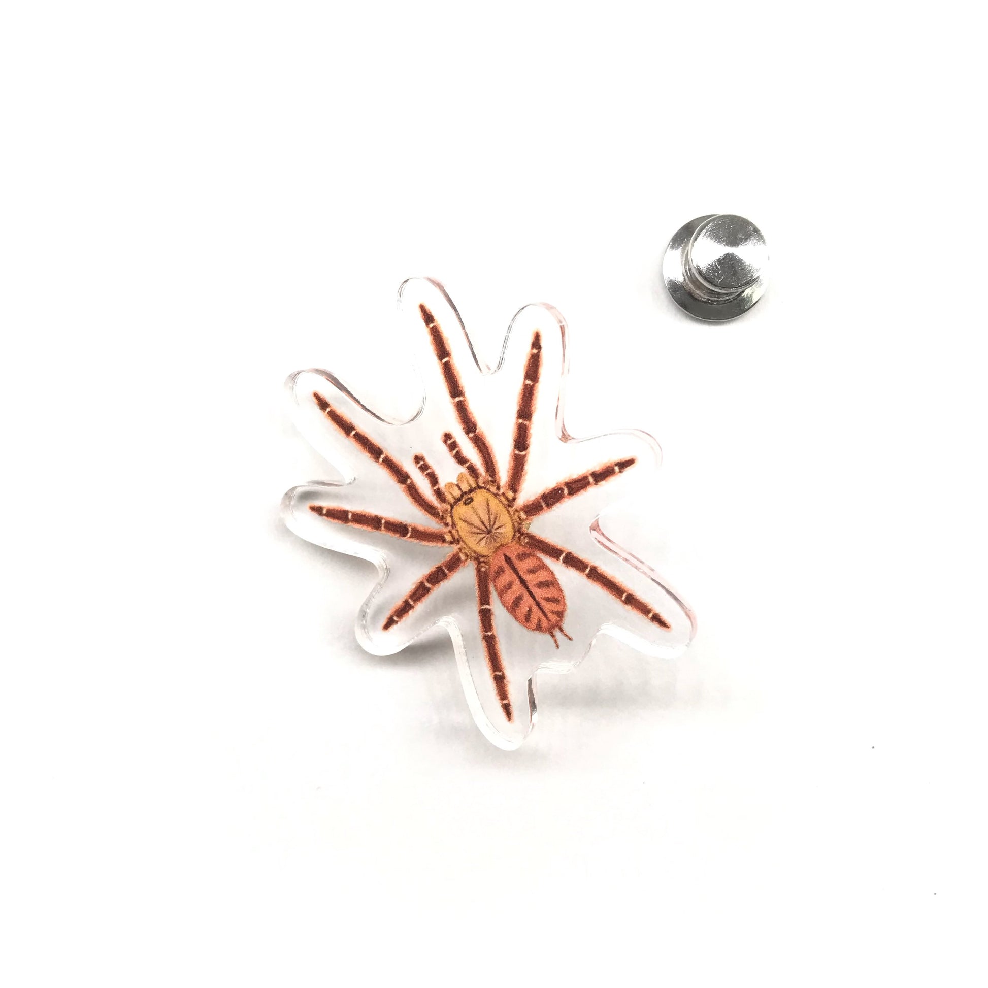 Peach Earth Tiger Tarantula acrylic pin featuring Aspinochilus rufus spider design from The Silk Ranch and The Morph Archive.