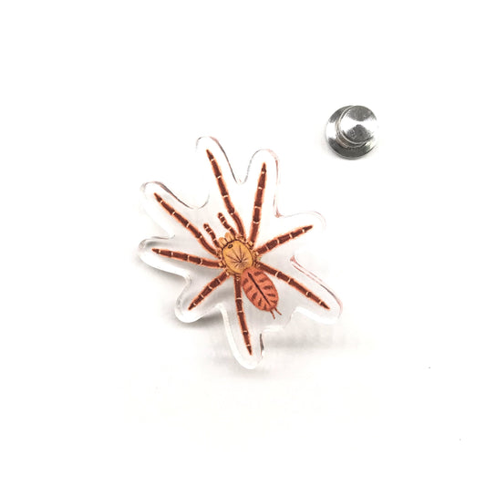 Peach Earth Tiger Tarantula (Aspinochilus rufus) Acrylic Pin from The Silk Ranch / The Morph Archive