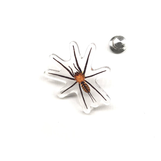 Tiger Curtain Web Spider (Linothele fallax) Acrylic Pin from The Silk Ranch / The Morph Archive