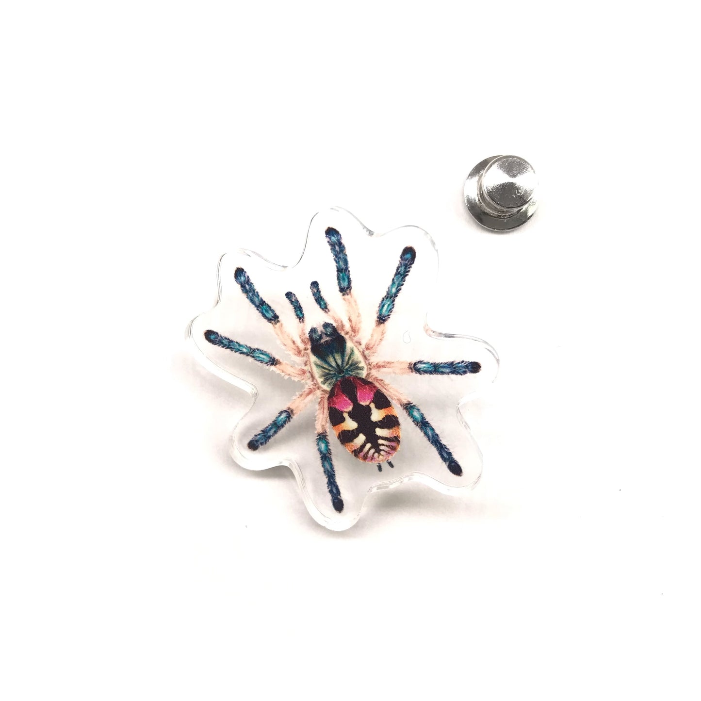 Acrylic pin featuring the Brazilian Jewel Tarantula (Typhochlaena seladonia) with detailed spider illustration, from The Silk Ranch.