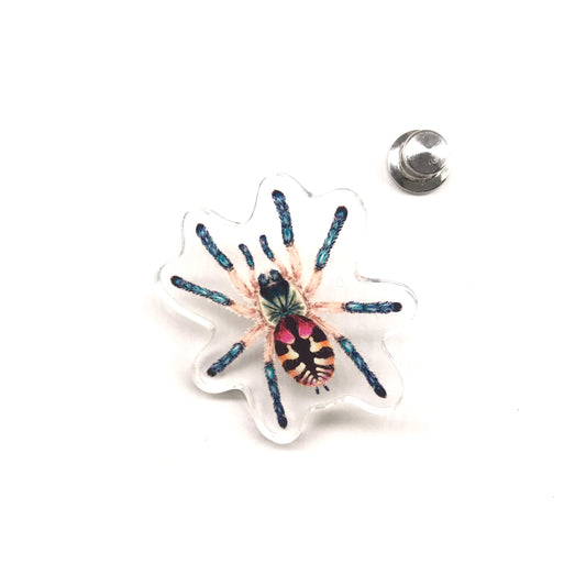 Acrylic pin featuring the Brazilian Jewel Tarantula (Typhochlaena seladonia) with detailed spider illustration, from The Silk Ranch.