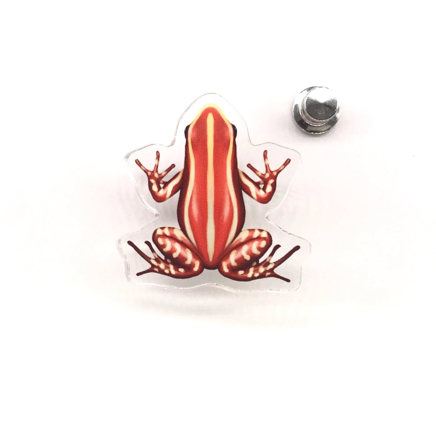 Anthony’s Poison Arrow Frog acrylic pin by The Silk Ranch, featuring vibrant green and black colors of Epipedobates anthonyi Santa Isabel