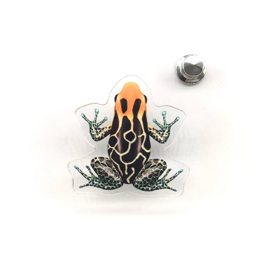 Red-headed poison dart frog acrylic pin featuring Cainarachi Valley Ranitomeya fantastica by The Silk Ranch / The Morph Archive.