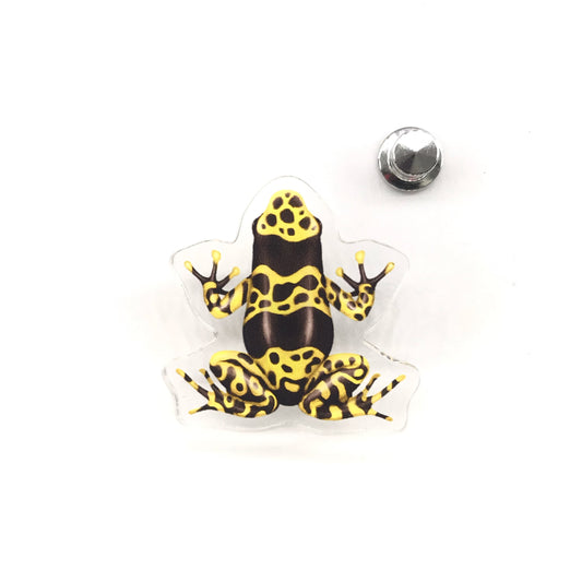 Nominant Yellow Banded Poison Dart Frog (Dendrobates leucomelas) Acrylic Pin from The Silk Ranch / The Morph Archive