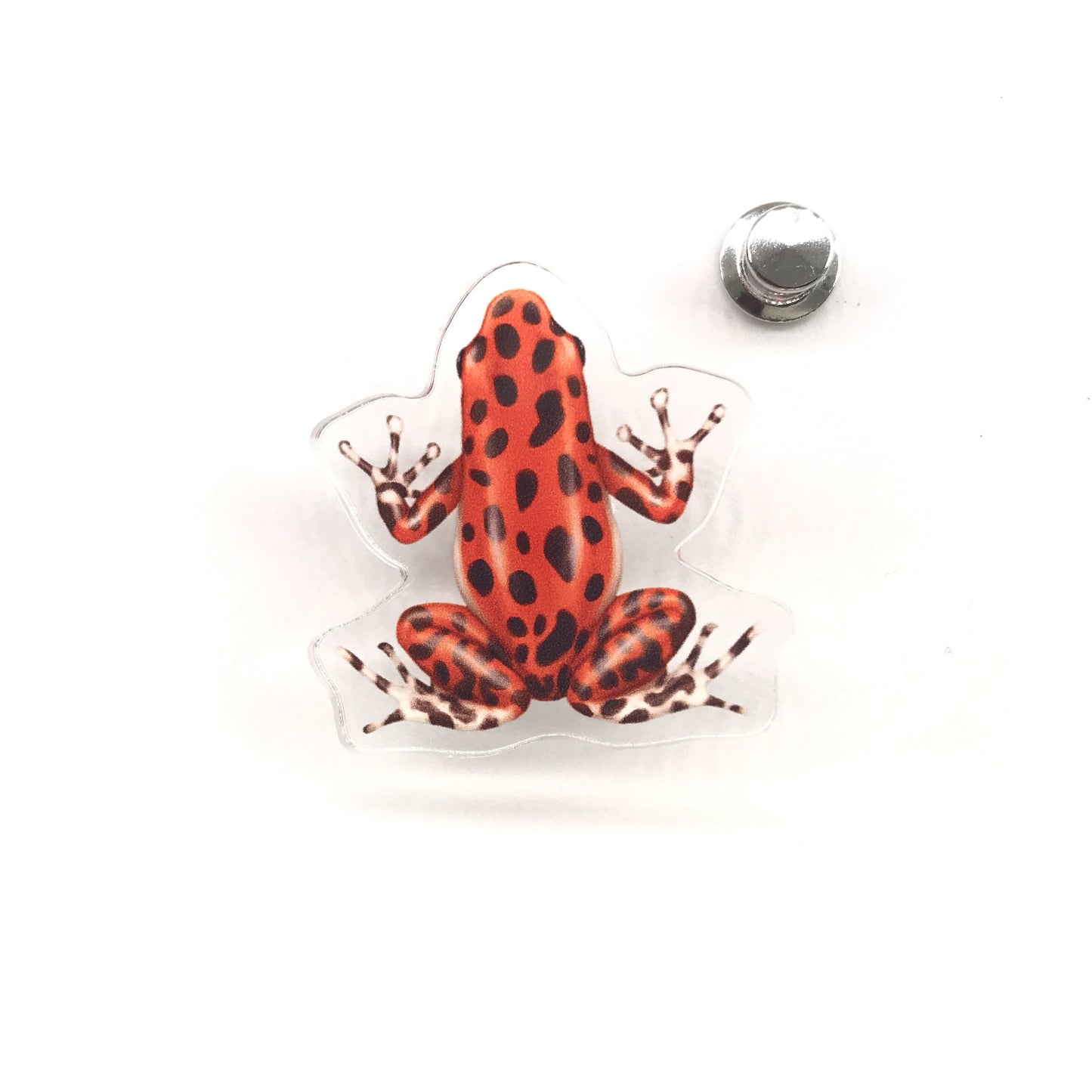 Acrylic pin of Bastimentos Strawberry Poison Dart Frog (Oophaga pumilio) with vibrant red and blue colors, by The Silk Ranch / The Morph Archive.