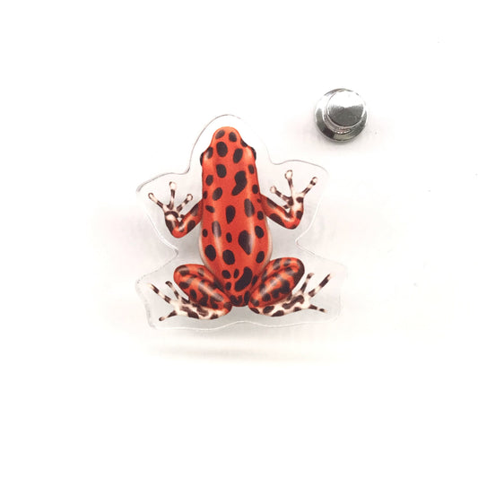 Acrylic pin of Bastimentos Strawberry Poison Dart Frog (Oophaga pumilio) with vibrant red and blue colors, by The Silk Ranch / The Morph Archive.