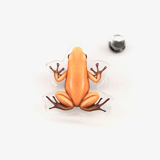 Salt Creek Strawberry Poison Dart Frog acrylic pin featuring vibrant red and blue colors, crafted by The Silk Ranch / The Morph Archive.