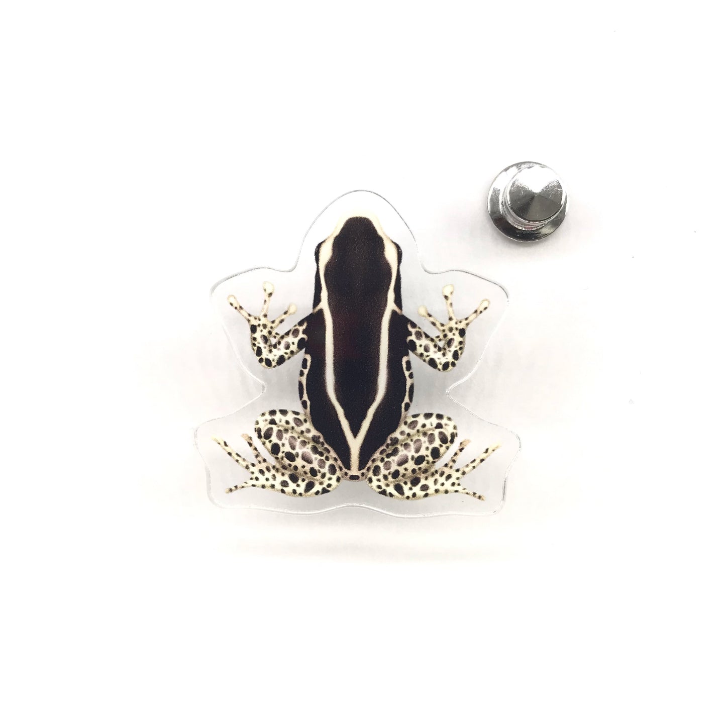 Acrylic pin featuring Vanessa Dyeing Poison Dart Frog (Dendrobates tinctorius) by The Silk Ranch / The Morph Archive, detailed frog design.