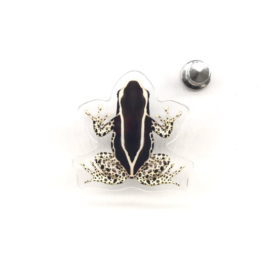 Acrylic pin featuring Vanessa Dyeing Poison Dart Frog (Dendrobates tinctorius) by The Silk Ranch / The Morph Archive, detailed frog design.