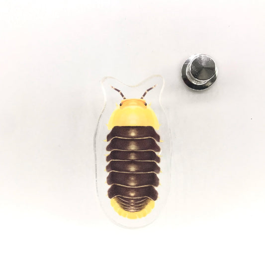 Rubber Ducky Isopod (Cubaris sp. Rubber Ducky) Acrylic Pin from The Silk Ranch / The Morph Archive